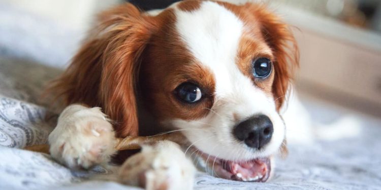 Cavalier King Puppies: informations sur la race