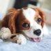 Cavalier King Puppies: informations sur la race