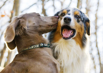 Mieux vaut un chien de race pure ou un métis?