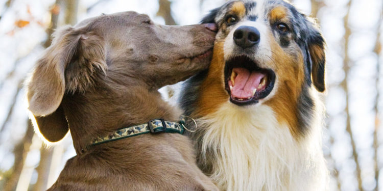 Mieux vaut un chien de race pure ou un métis?