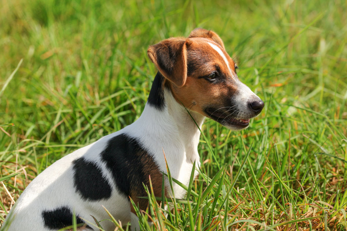 jack-russel-terrier-caractéristiques-et-vente