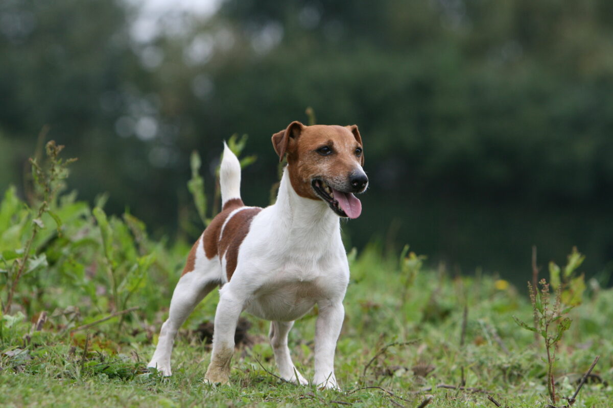 Jack Russel Terrier: caractéristiques et vente