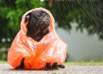 La pluie peut-elle être un risque pour la sécurité des animaux?