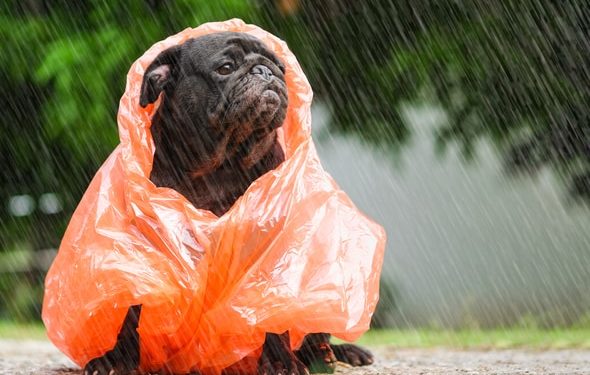 La pluie peut-elle être un risque pour la sécurité des animaux?