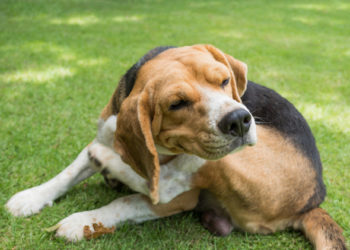 Pouvez-vous donner un chien Benadryl?  |  Infographie