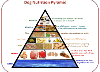 Analyse de la nourriture pour chien avec des conseils diététiques et des faits sur la santé d’un chien.