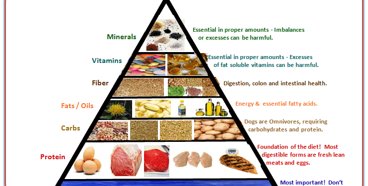 Analyse de la nourriture pour chien avec des conseils diététiques et des faits sur la santé d’un chien.