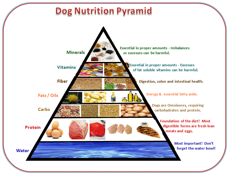 analyse des aliments pour chiens