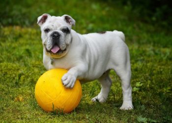 Bulldog anglais, un chien délicat et très particulier