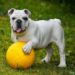 Bulldog anglais, un chien délicat et très particulier