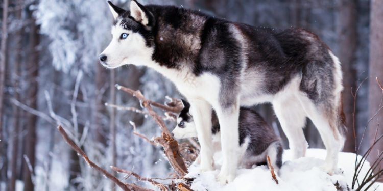 Caractère Husky, yeux de glace et cœur d’or