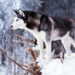 Caractère Husky, yeux de glace et cœur d’or
