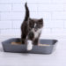 Chatons d’entraînement à la litière: conseils faciles pour l’apprentissage de la propreté des chats