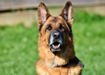 Chiens de garde et de défense: voici quelques conseils