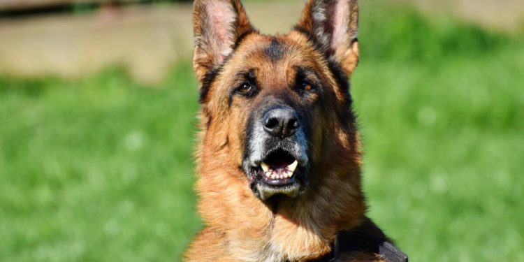 Chiens de garde et de défense: voici quelques conseils