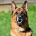 Chiens de garde et de défense: voici quelques conseils