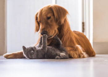 Chiens et chats – Les meilleures façons de les présenter