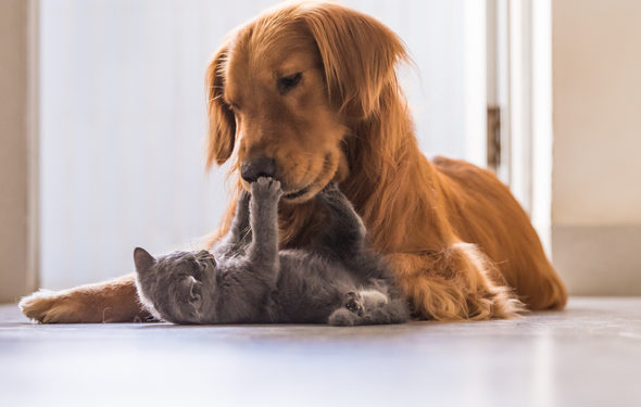 Chiens et chats – Les meilleures façons de les présenter
