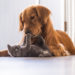 Chiens et chats – Les meilleures façons de les présenter