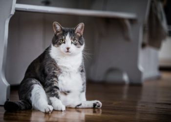 Comment aider votre chat à perdre du poids et à ne pas le reprendre