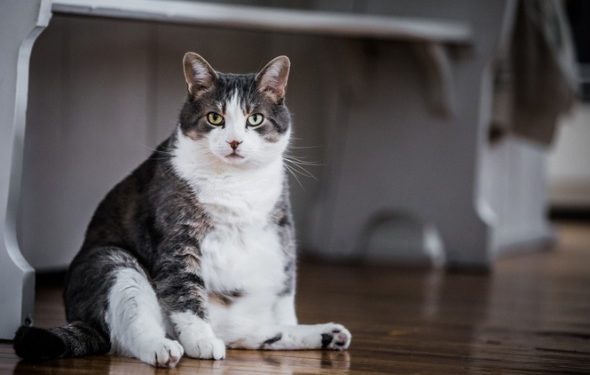 Comment aider votre chat à perdre du poids et à ne pas le reprendre