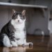 Comment aider votre chat à perdre du poids et à ne pas le reprendre
