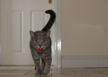 Comment apprendre à un chat à aller chercher