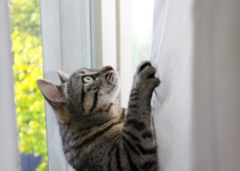 Comment apprendre aux chats à ne pas grimper aux rideaux
