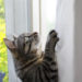 Comment apprendre aux chats à ne pas grimper aux rideaux
