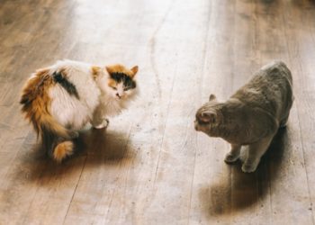 Comment arrêter de se battre entre chats