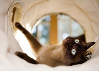 Comment choisir des jouets interactifs que votre chat adorera