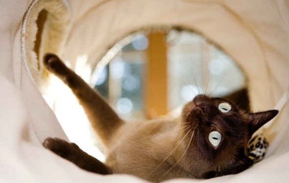 Comment choisir des jouets interactifs que votre chat adorera