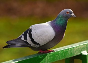 Comment éloigner les pigeons et les colombes des balcons, terrasses et fenêtres