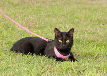 Comment emmener son chat se promener