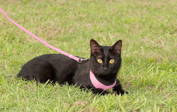 Comment emmener son chat se promener