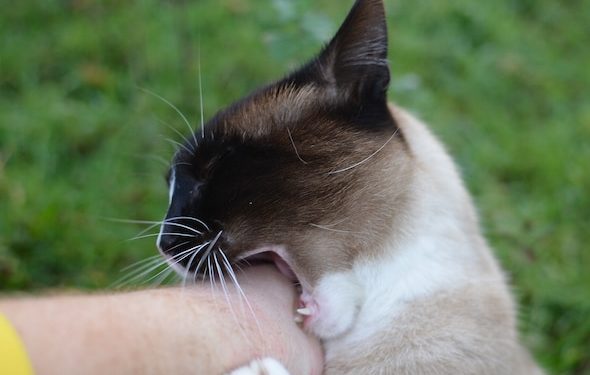 Comment empêcher un chat de mordre