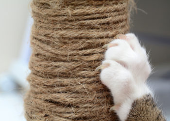 Comment empêcher un chat de rayer les meubles