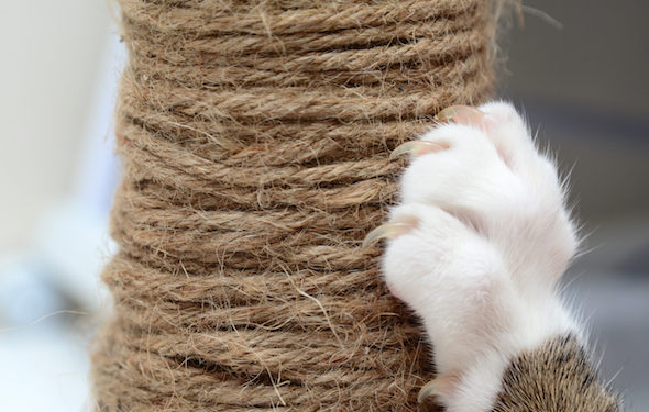 Comment empêcher un chat de rayer les meubles