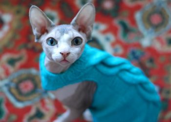 Comment garder les chats Sphynx et autres chats sans poils au chaud