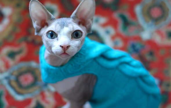 Comment Garder Les Chats Sphynx Et Autres Chats Sans Poils Au Chaud Animaux Info Votre Source Numero 1 D Informations Et Tutoriels Sur Les Animaux