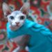 Comment garder les chats Sphynx et autres chats sans poils au chaud