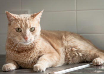 Comment garder votre chat hors du comptoir