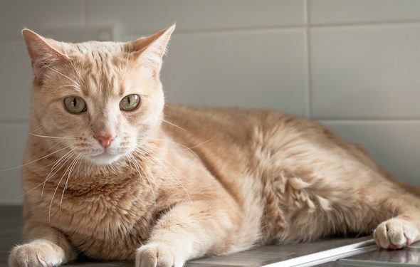 Comment garder votre chat hors du comptoir