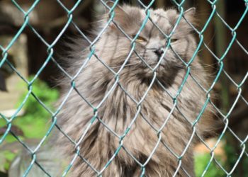 Comment installer une terrasse pour chats