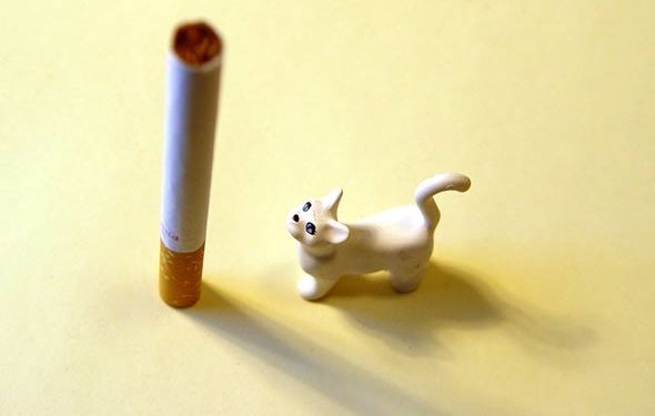 Comment le tabagisme nuit à la santé des animaux |  Les dangers de la fumée secondaire pour les animaux domestiques