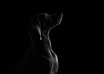 Comment les yeux des chiens sont différents des yeux humains