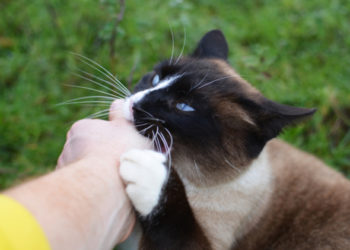 Comment lire le comportement du chat pour réduire le risque de morsure de chat