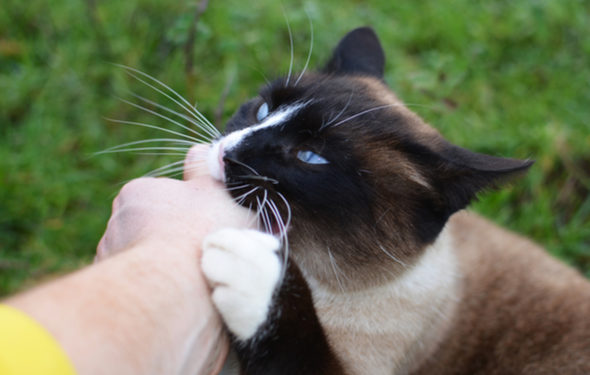 Comment lire le comportement du chat pour réduire le risque de morsure de chat