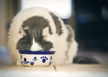 Comment ralentir un chat qui mange trop vite