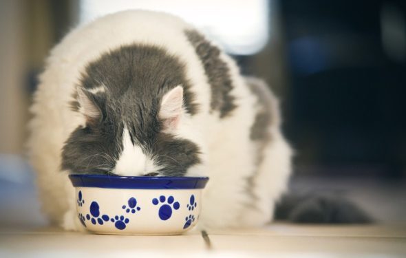 Comment ralentir un chat qui mange trop vite